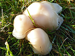 Snowy waxcap