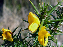 Flowers and leaves