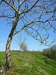 Line of trees