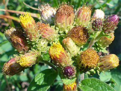 Ploughman's spikenard