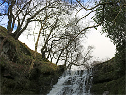 Trees above a waterfall