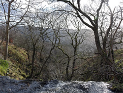 Leafless trees