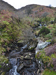 Fork in the stream