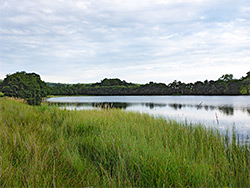 Long grass