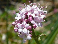 Marsh valerian