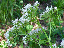 Branched flower cluster