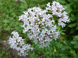 Three flower clusters