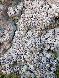 Chiseled sunken disk lichen