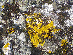 Grey, brown and yellow lichens