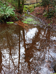 Reflections on a pool