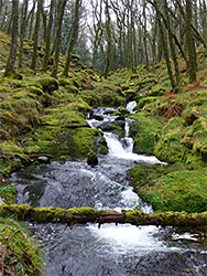 Moss-lined stream
