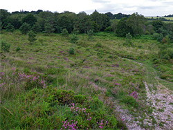 Heather beside a track