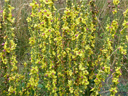 Dark mullein