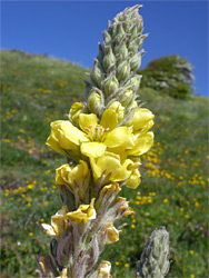 Great mullein