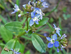 Veronica beccabunga