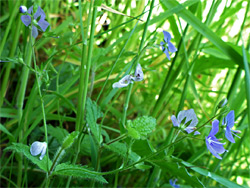 Hairy stems and leaves