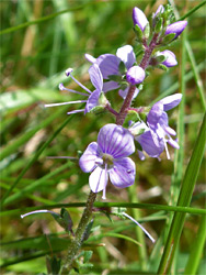 Heath speedwell