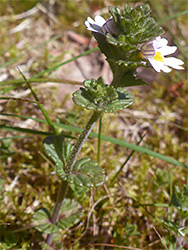 Eyebright