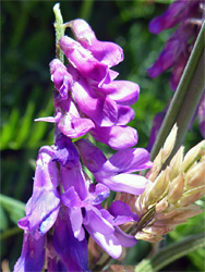 Cow vetch