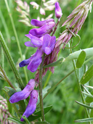 Leaves and flowers