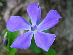 Purple flower