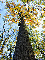 Tall oak tree