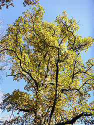 Green oak leaves