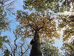 Leaves and branches