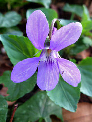 Early dog violet