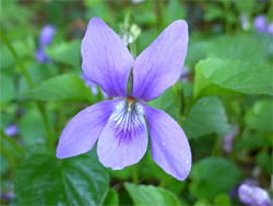 Purple flower