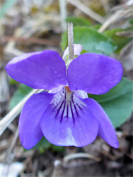 White-centered flower