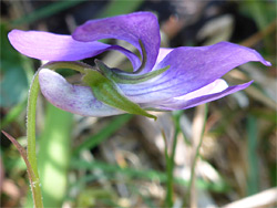 Pale-coloured spur