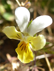 White and yellow flower