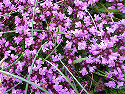 Wild thyme