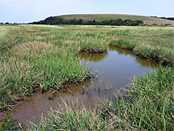 Saltmarsh pool