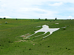 White horse