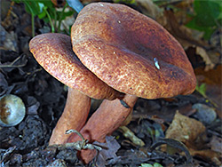 Orange milkcap - caps