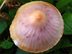 Parrot waxcap - cap