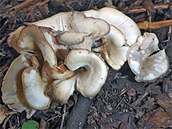 Shoehorn oyster - caps
