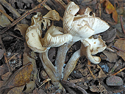 Shoehorn oyster - stems