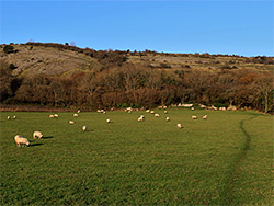 Sheep in a field