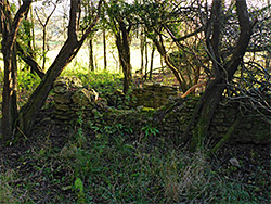 Woodland ruin