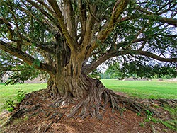 Ancient yew