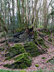 Tree on a rock