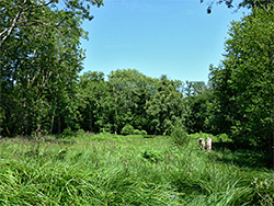 Long grass