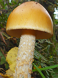 Orange grisette