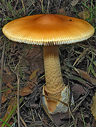 Orange grisette