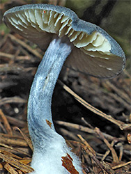 Pinkgill