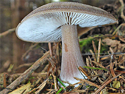 Rhodocollybia
