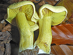 Sulphur knight